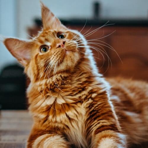 Click para acceder a productos y accesorios para Gatos