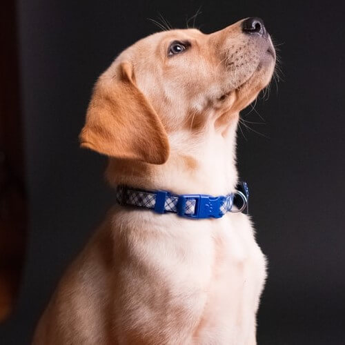 Click para acceder a productos y accesorios para Perros