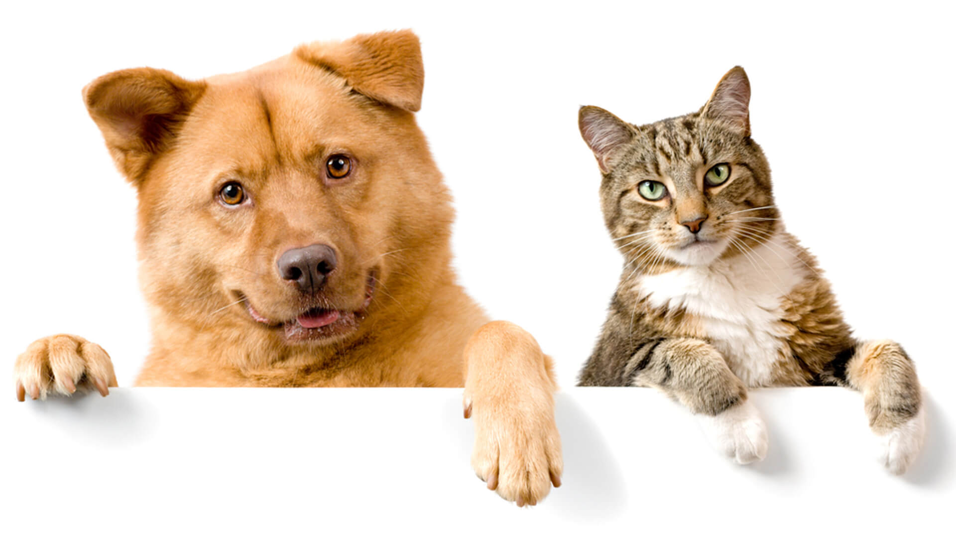 Imagen decorativa Pet Shop